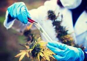 Cannabis Testing Market