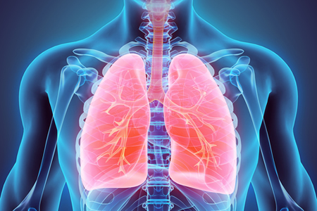 In Vitro Lung Model Market